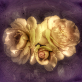 GAUBIN_SYLVIE_ROSES