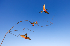 Fournier-Laurence-Envol