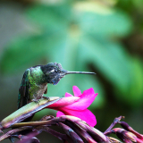 MEICLER-Philippe-un-moustique