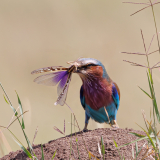 Remoadi_Albert_Le-rollier-et-le-criquet