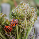 PARENT_Benoit, Insectes copulateurs, couleur, créative