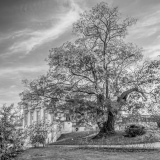 CAPORAL Jean-François, L'arbre de Trianon, monochrome, créative