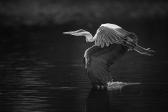 FOURNIER Laurence, Frôlement d'aile, monochrome, animalier