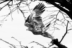 FOURNIER Laurence, l'envol, monochrome, animalier