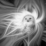 Le Bourhis Josette, Chouette !, monochrome, créative