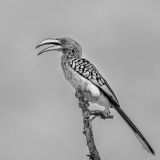 REMOADI Albert, Calao à bec jaune, monochrome, animalier