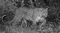 REMOADI Albert, En chasse, monochrome, animalier