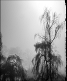 WINTERHALTER Elizabeth, Hivernance, monochrome, nature