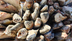 MEICLER-Philippe_poisons-geles