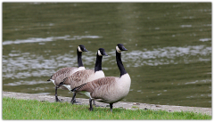 PARENT_Benoit_le-pas-de-loie