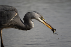 FEVRE Caroline Instant décisif 2 couleur animalier
