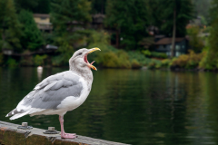 ZINDY Gilles Bâillement à plumes couleur animalier
