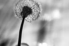 de CUSSY Bruno CUSSY Bruno - Pissenlit géant monochrome paysages