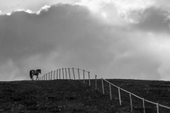 Monochrome  IP 2024