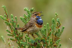 BEAU-Roger_Gorge-bleue