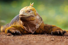 FOURNIER_Laurence_Iguane