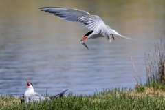 DSC_7124-Avec accentuation-Bruit-2.JPG