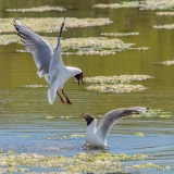 PLANTIER_Alain-Ballet_de_sternes