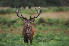 02_FEVRE_Caroline_Rencontre-avec-le-cerf