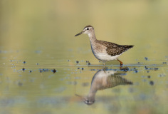 03_FEVRE_Caroline_Chier-au-reflet