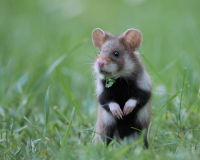 04_FEVRE_Caroline_Grand-hamster