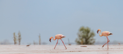 07_Remoadi-Albert-Sur-la-plage
