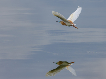 19_Remoadi-Albert_Reflet-de-vol