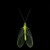 03_DONNIO_Arielle_Chrysope-verte-aux-yeux-dor