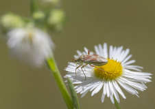 11_Beau-Stephane-Calocoris-a-taches-roses