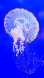 24_LE-BOURHIS_Josette_Meduse-1