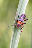26_Beau-Stephane-Cantharis-Pellucida