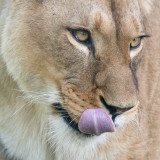 GAUBIN-Sylvie-Lionne