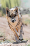 GAUBIN-Sylvie-Loup-Europeen