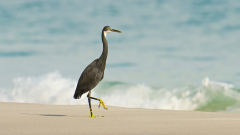 MEICLER-Philippe-Le-heron