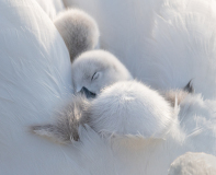 01_AUTHIE_Anne-Lise_Berceau-de-plumes