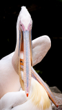 03_Remoadi_Albert_Gros-calin-1
