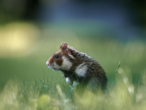 05_Fevre_Carolinbe_Hamster