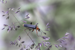 09_BEAU-Stephane-_-Cantharis-Pellucida