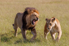 16_Remoadi_Albert_Lion-et-lionne