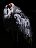 04_WINTERHALTER-Francois-Manteau-de-plumes