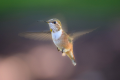 06_Le_Bourhis_Josette-colibri