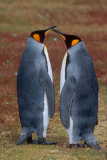 18_Beau-Roger-Deux-manchots-royaux