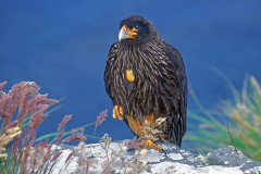 27_Beau-Roger-Caracara-austral