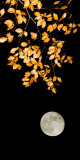 Coudun-jean-luc-lune