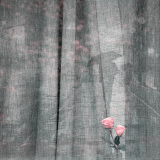 gayet-nathalie-rose-a-la-fenetre