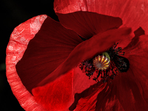 0015-WINTERHALTER-Elizabeth-Coquelicot-Tango