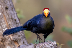 0035-REMOADI-Albert-A-ma-rencontre