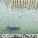 0040-GOAVEC-Martine-Oublie