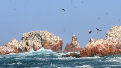 0059-REMOADI-Albert-Territoire-des-fous