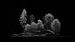 05-MEICLER-Philippe-Les-arbres